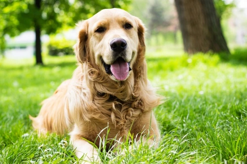 Canine endocarditis: Causes, symptoms and treatment