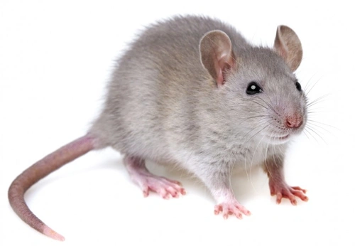 Top Exotic Animals That Make Ideal First-Time Pets