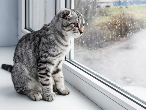 6 situaciones en las que tu gato debe ser solo de interior