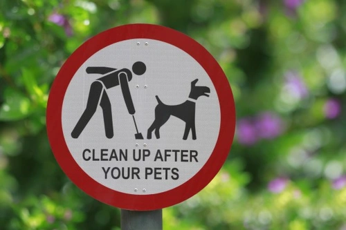 Cómo gestionar los excrementos de perro: métodos innovadores