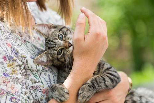 Why Does My Cat Keep Biting Me? Understanding Cat Biting Behaviour