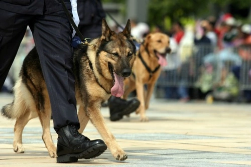 6 Top Reasons to Adopt a Retired German Shepherd