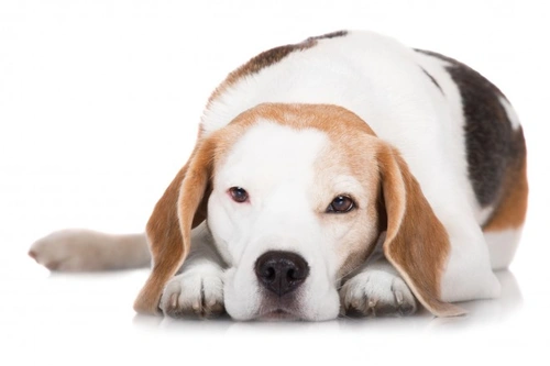 Red eye in dogs: Causes and effective treatments