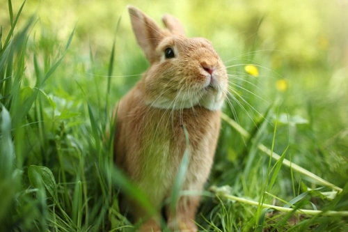 What pets are great for vegans? A 2025 UK guide