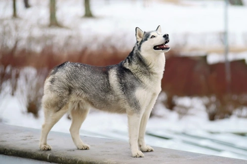 Why Do Dogs Whine? Causes and Meanings Explained