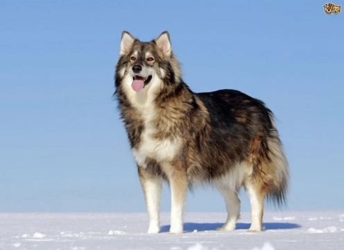 Utonagan Dog Temperament & Traits: A Family-Friendly Guide