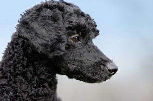 Differences Between Dog Hair and Fur: Key Facts Explained