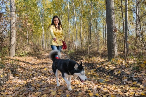 Cómo mantener la seguridad al pasear a tu perro