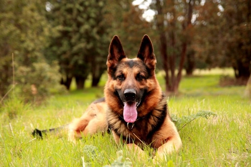 Top 10 Most Popular Dog Breeds in the UK for 2018