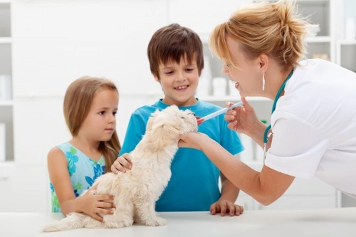 Cómo dar medicamentos a tu perro de forma segura: guía paso a paso