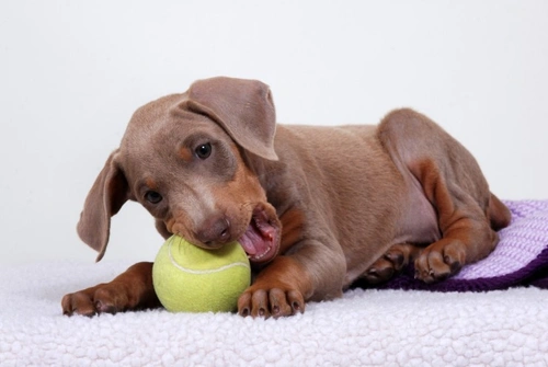 Puppy Teething: How to Help Your Pet Comfortably