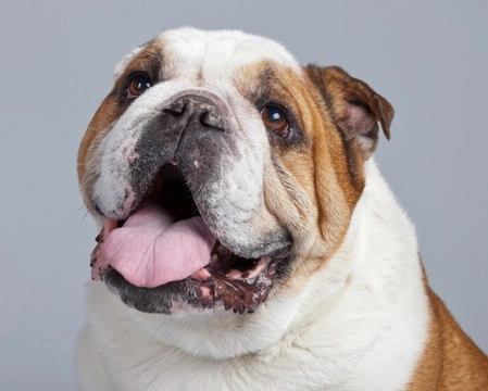 FAQs on Bladder Stones in Dogs: Causes, Symptoms & Care