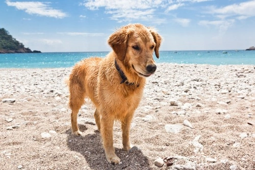 5 formas divertidas para mantener feliz y fresco a tu perro en verano