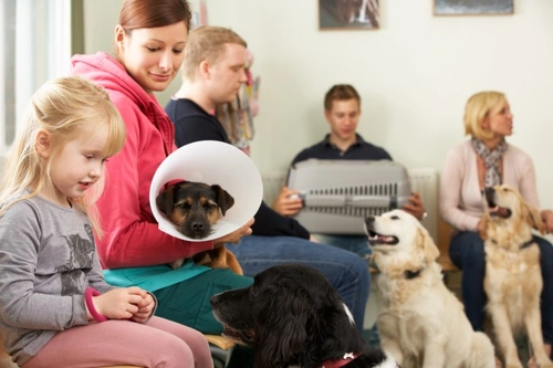 Five Things Not to Do When Taking Your Pet to the Vet