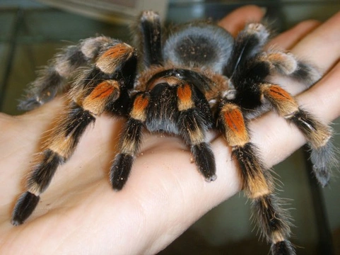 Five key questions before keeping a pet tarantula