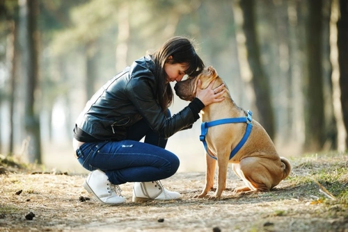 Caring for a Shar Pei Dog: Essential Care & Health Tips