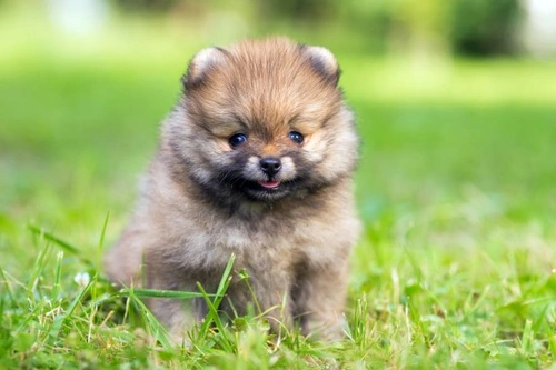 Top Tips for Choosing the Ideal Small Dog Breed for You