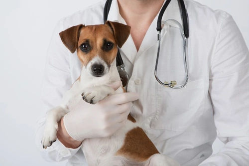 What Blood Tests Reveal About Your Pet's Health
