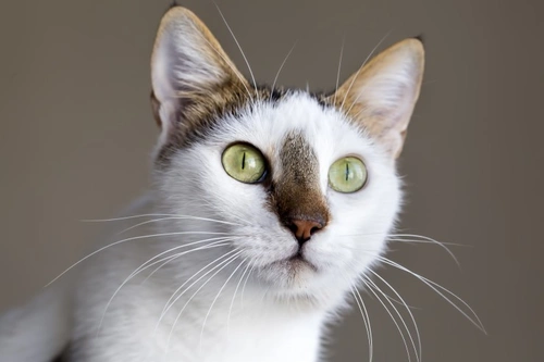 Lymphoblastosis in Cats: Symptoms, Diagnosis & Care