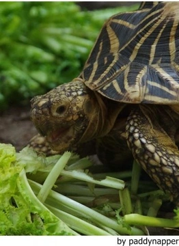 Cómo diseñar un terrario para tortugas