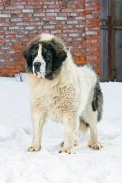 Canine Giants: 10 Largest Dog Breeds & Their Traits