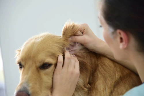 5 errores comunes al limpiar los oídos de tu perro