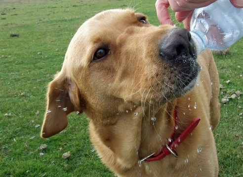 The Importance of Hydration for Dogs: Essential Guide
