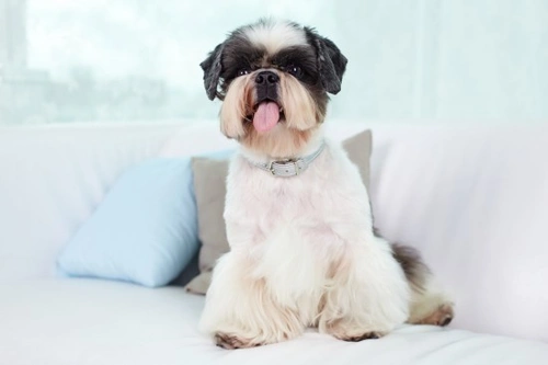 10 Dog Breeds That Boast Moustaches & Stylish Beards