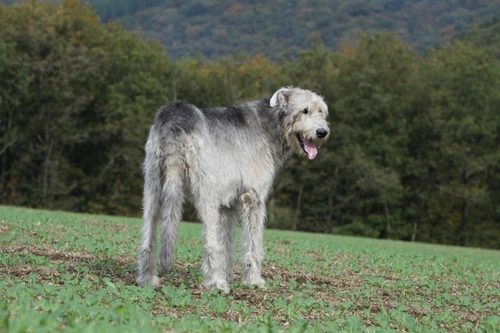 Megaesófago canino: causas, síntomas y tratamiento