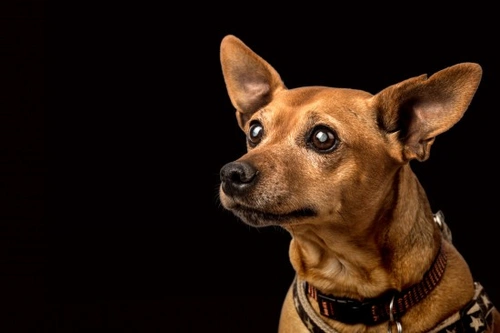 Helping to Keep Blind Dogs Safe: Essential Tips for Owners