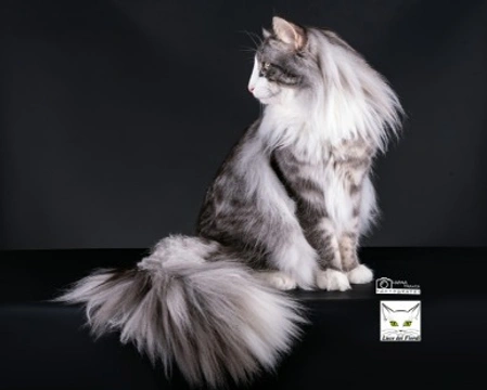 Presentazione del Norvegese delle Foreste e la sua alimentazione