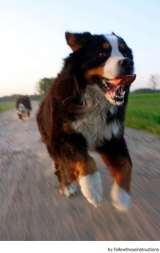 Ejercicio físico (y mental) para las distintas etapas de vida de un perro