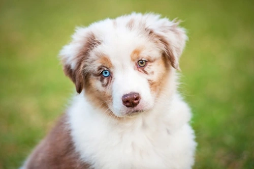 Antihistamines for canine allergies: safe use and benefits