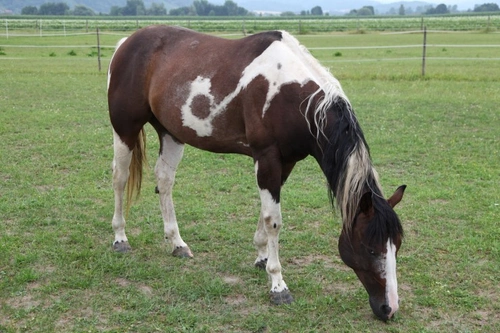 Do Older Horses Need Vaccination and Worming?