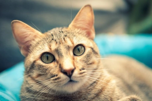 ¿Es seguro vacunar a un gato? Claves esenciales 2025