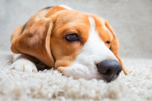 Aftercare for a Spayed Bitch: What to Expect and How to Help