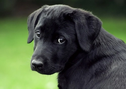Top 5 Reasons People Re-home Their Pets Responsibly