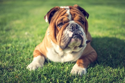 Bulldog FAQs: 12 Key Answers for Prospective Owners