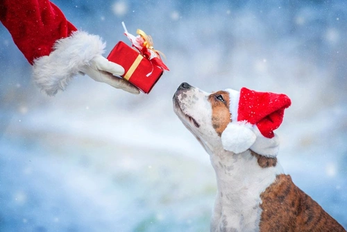 10 Brilliant Christmas Present Ideas for Your Dog
