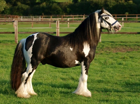 Traditional Gypsy Cobs: Understanding the Fuss in 2025
