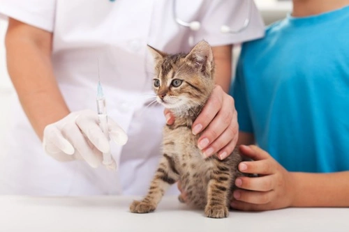 All about feline parvovirus: Causes, symptoms & prevention