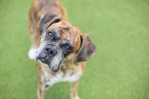 Why Do Dogs Tilt Their Heads? Understanding This Cute Behaviour