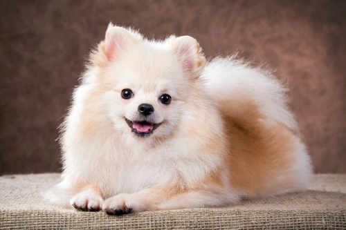 Protein-losing Enteropathy in Dogs: Causes, Symptoms & Treatment