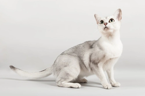 TICA Cat Shows: Friendly, Fun Feline Competitions