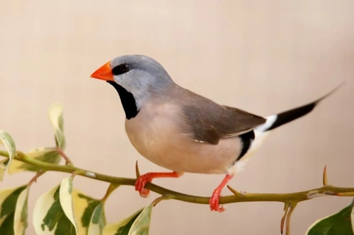 Comprehensive Guide to the Grassfinch Family