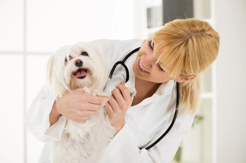 The Importance of Annual Health Checks for Dogs
