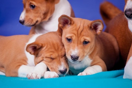 Personalidades de cachorros: encuentra tu cachorro ideal