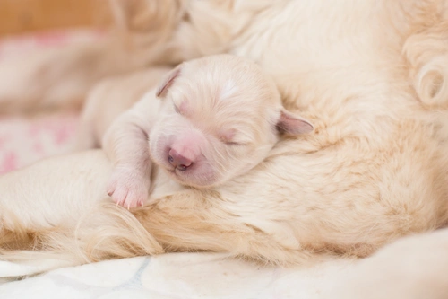 Newborn puppy care week by week