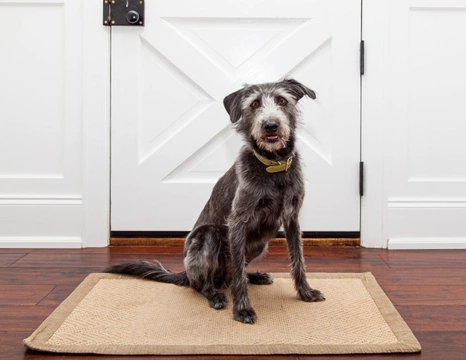 Why does my dog sit by the door for long periods?