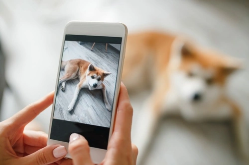 Top UK Dog Care Apps & Ethical Dog Buying Guide 2025